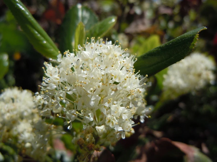 Snowbrush - Image 5