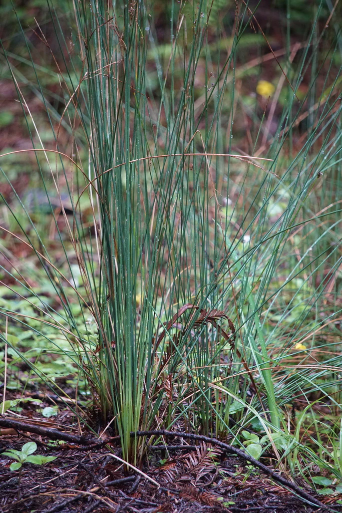 Spreading Blue Rush - Image 2