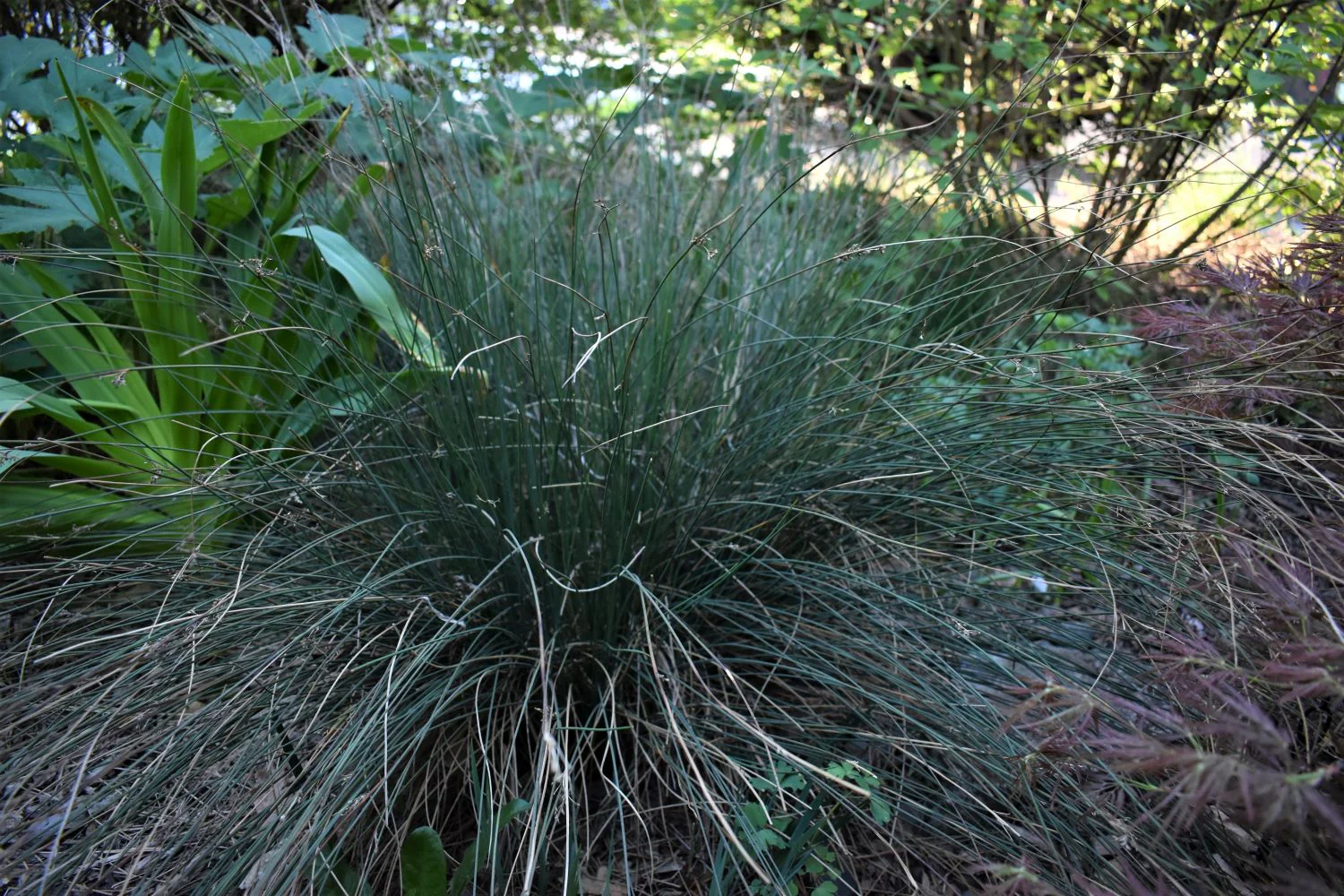 Spreading Blue Rush - Image 4