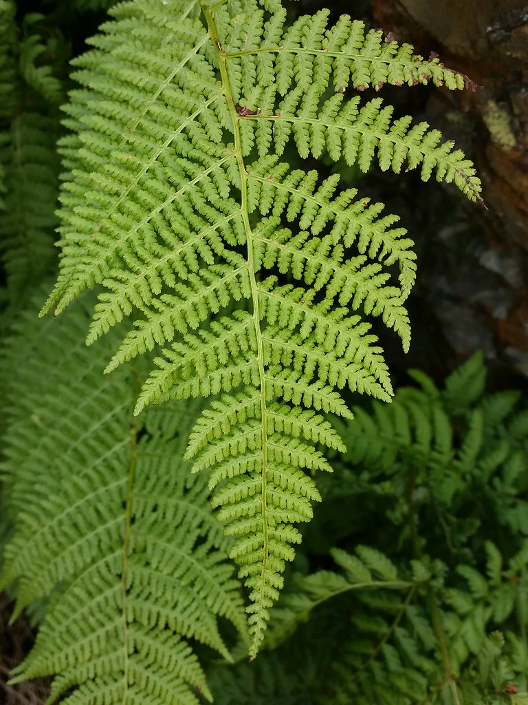 Spreading Wood Fern - Image 2