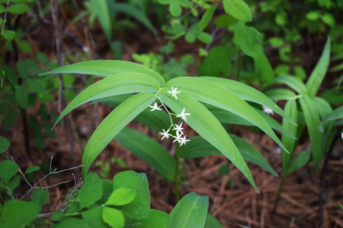 Starry False Solomon's Seal - Image 2