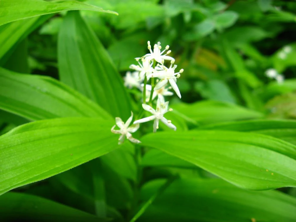 Starry False Solomon's Seal - Image 3