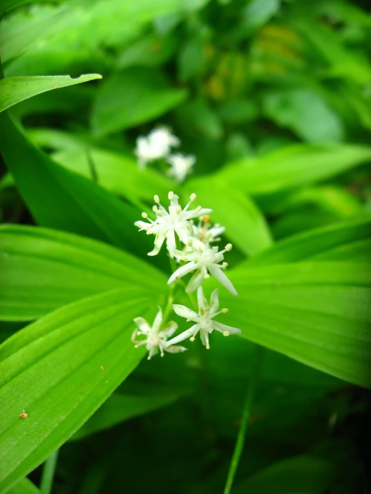 Starry False Solomon's Seal - Image 4