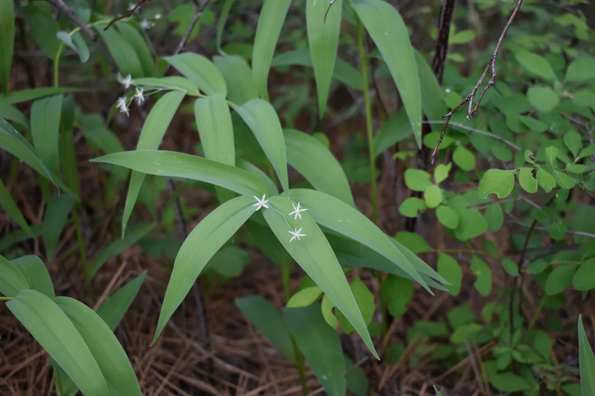 Starry False Solomon's Seal - Image 5
