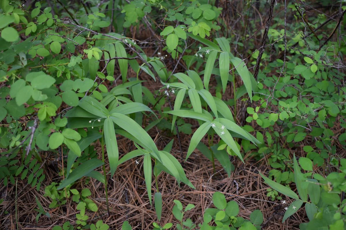 Starry False Solomon's Seal - Image 6