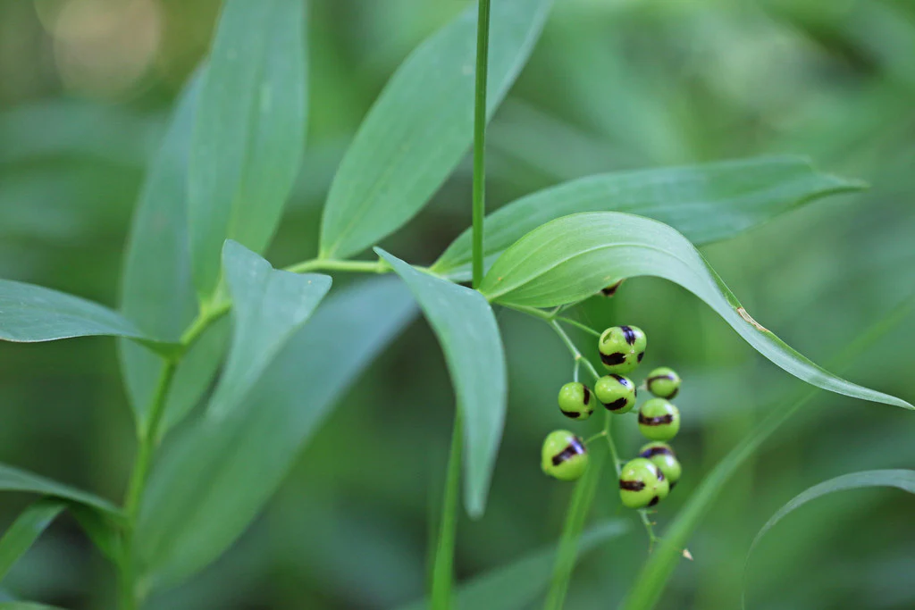 Starry False Solomon's Seal - Image 7