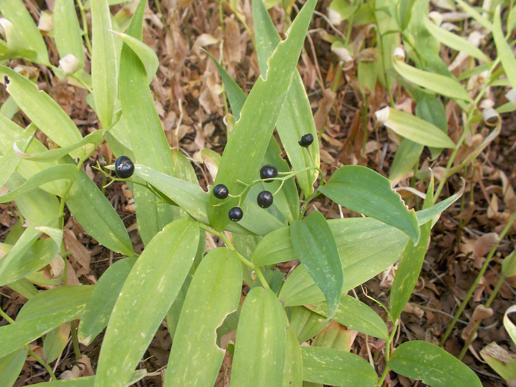 Starry False Solomon's Seal - Image 8