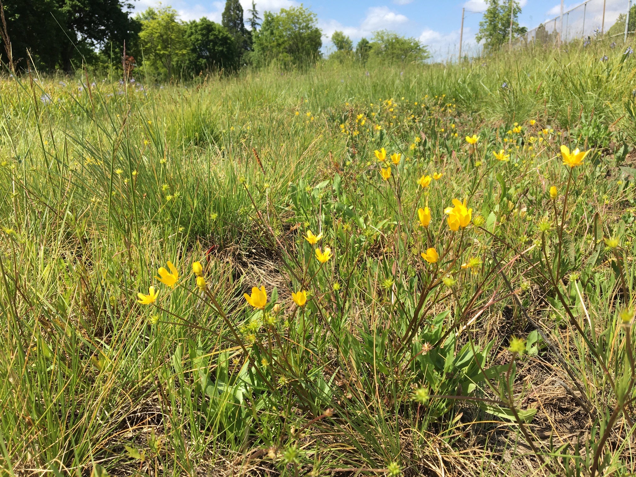 Straightbeak Buttercup (Seeds) - Image 3