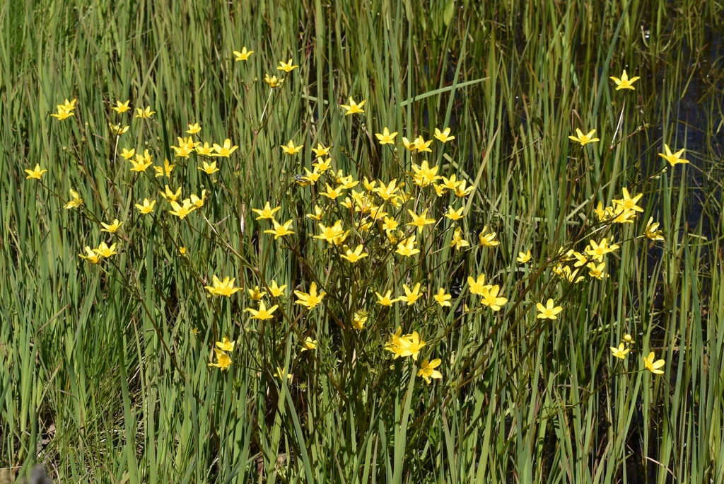 Straightbeak Buttercup (Seeds) - Image 4