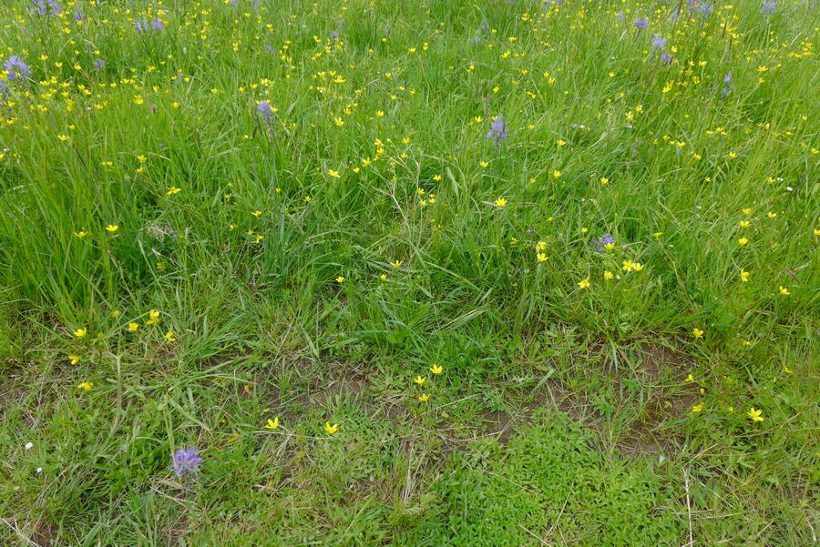 Straightbeak Buttercup (Seeds) - Image 5