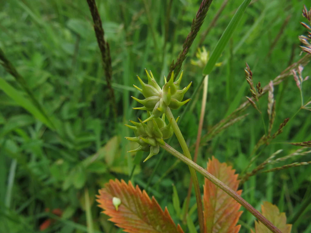 Straightbeak Buttercup (Seeds) - Image 6