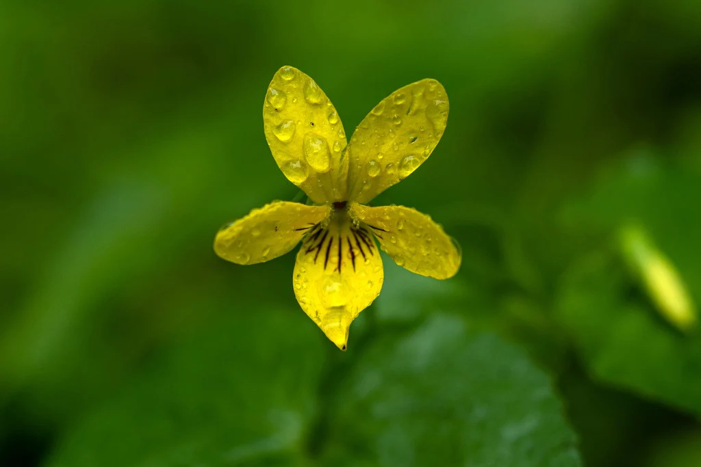 Streambank Violet - Image 3