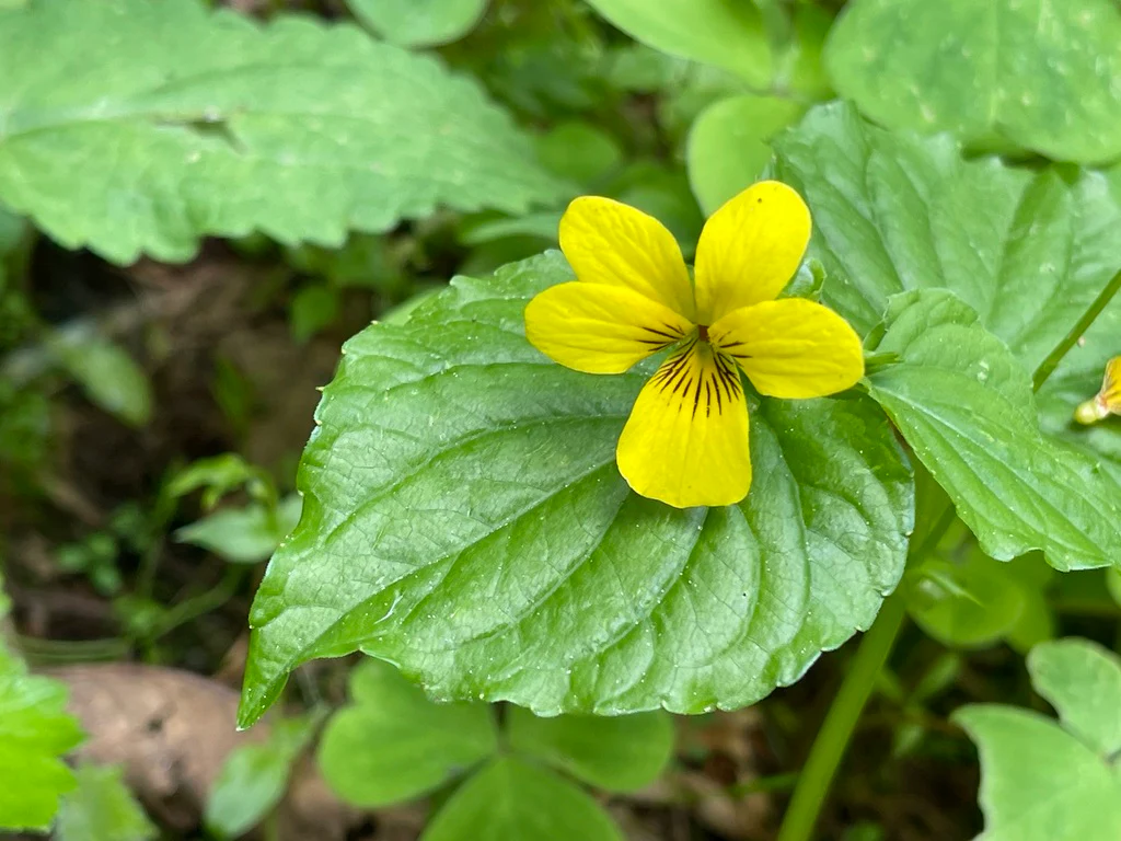 Streambank Violet - Image 4
