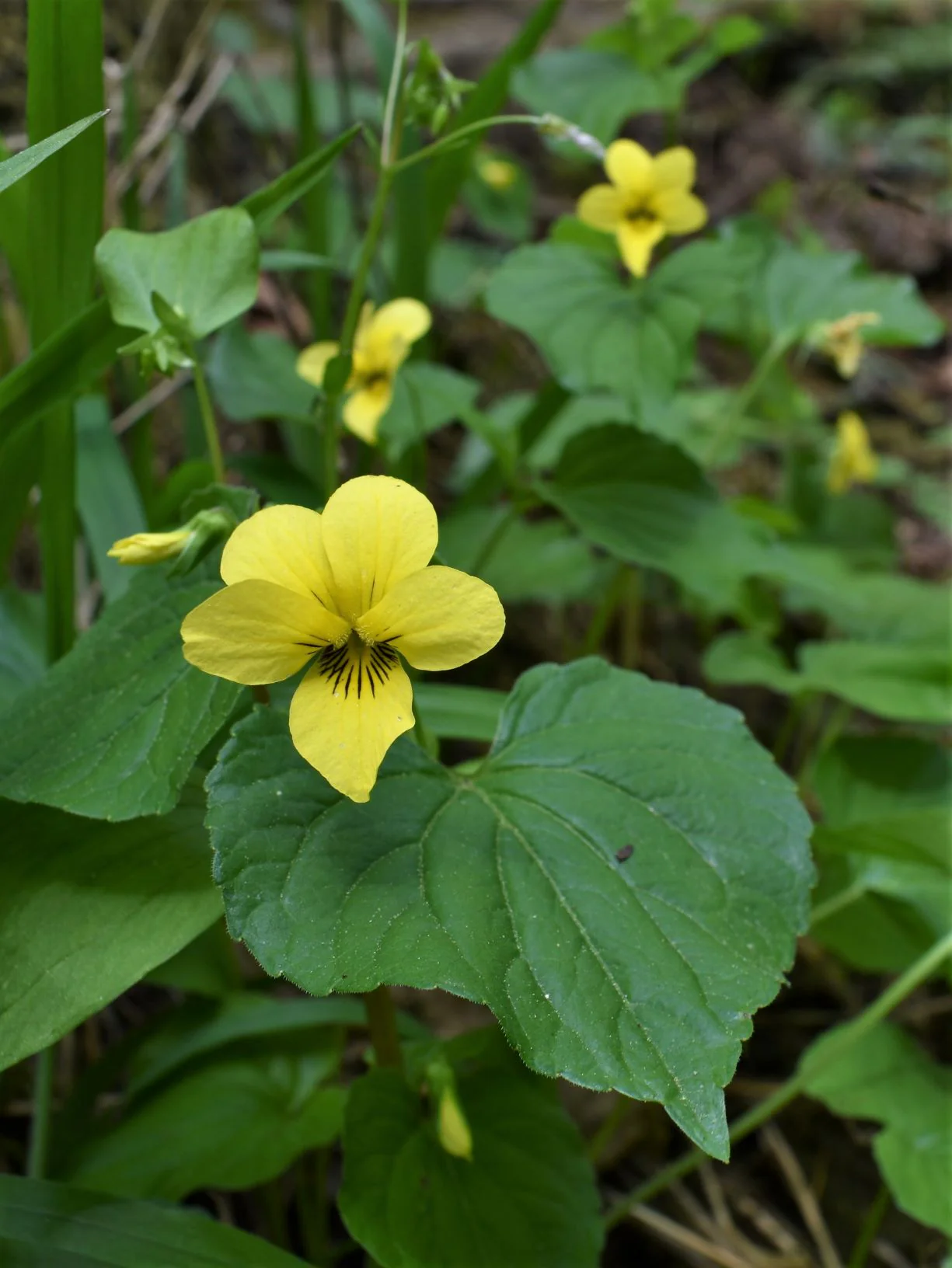 Streambank Violet - Image 5