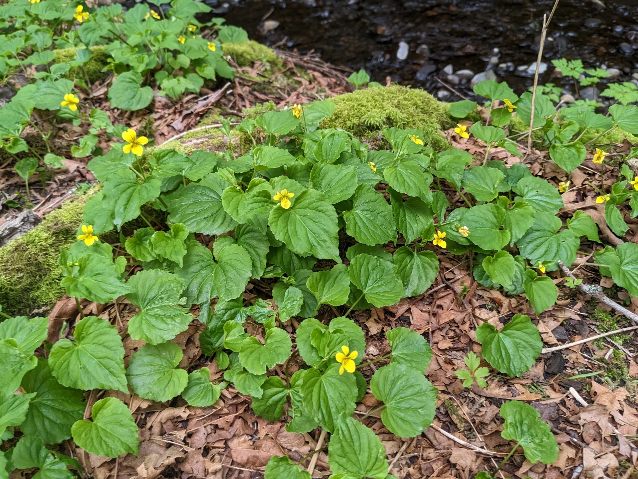Streambank Violet - Image 6