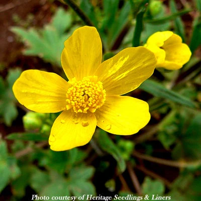 Wildflower Seed Mix - Sun-Kissed Meadow - Image 11