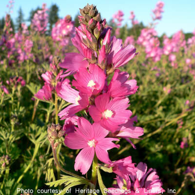 Wildflower Seed Mix - Sun-Kissed Meadow - Image 12