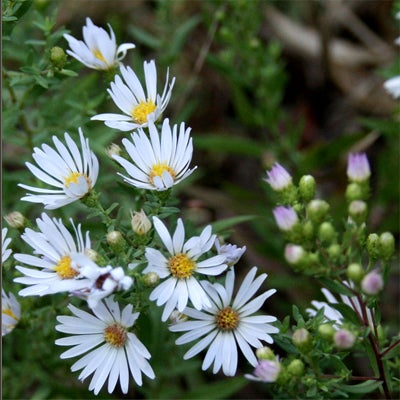 Wildflower Seed Mix - Sun-Kissed Meadow - Image 13