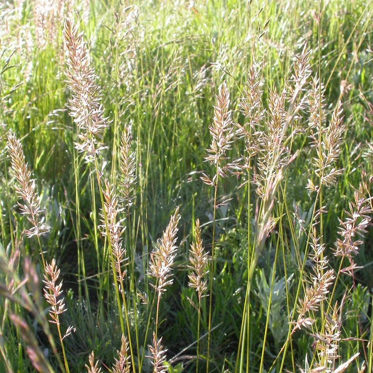 Wildflower Seed Mix - Sun-Kissed Meadow - Image 2