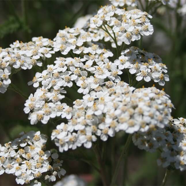 Wildflower Seed Mix - Sun-Kissed Meadow - Image 3