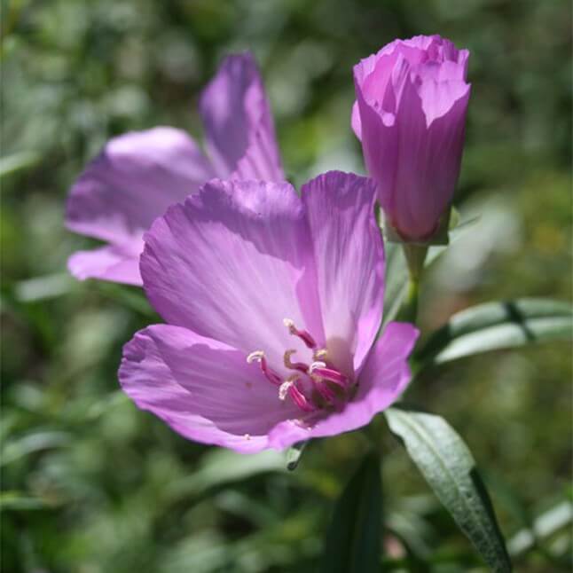 Wildflower Seed Mix - Sun-Kissed Meadow - Image 4