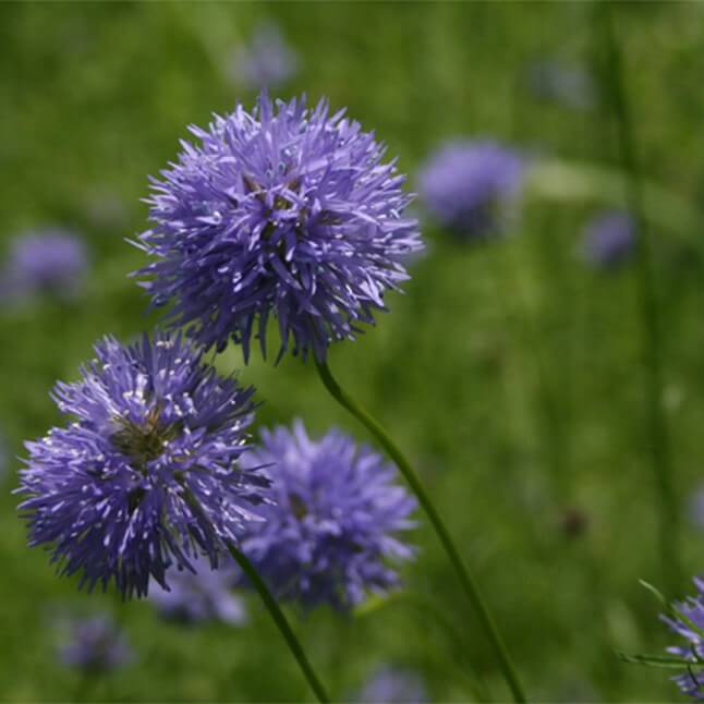 Wildflower Seed Mix - Sun-Kissed Meadow - Image 7