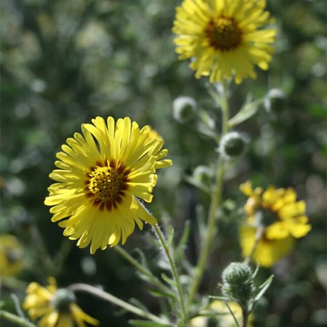 Wildflower Seed Mix - Sun-Kissed Meadow - Image 8
