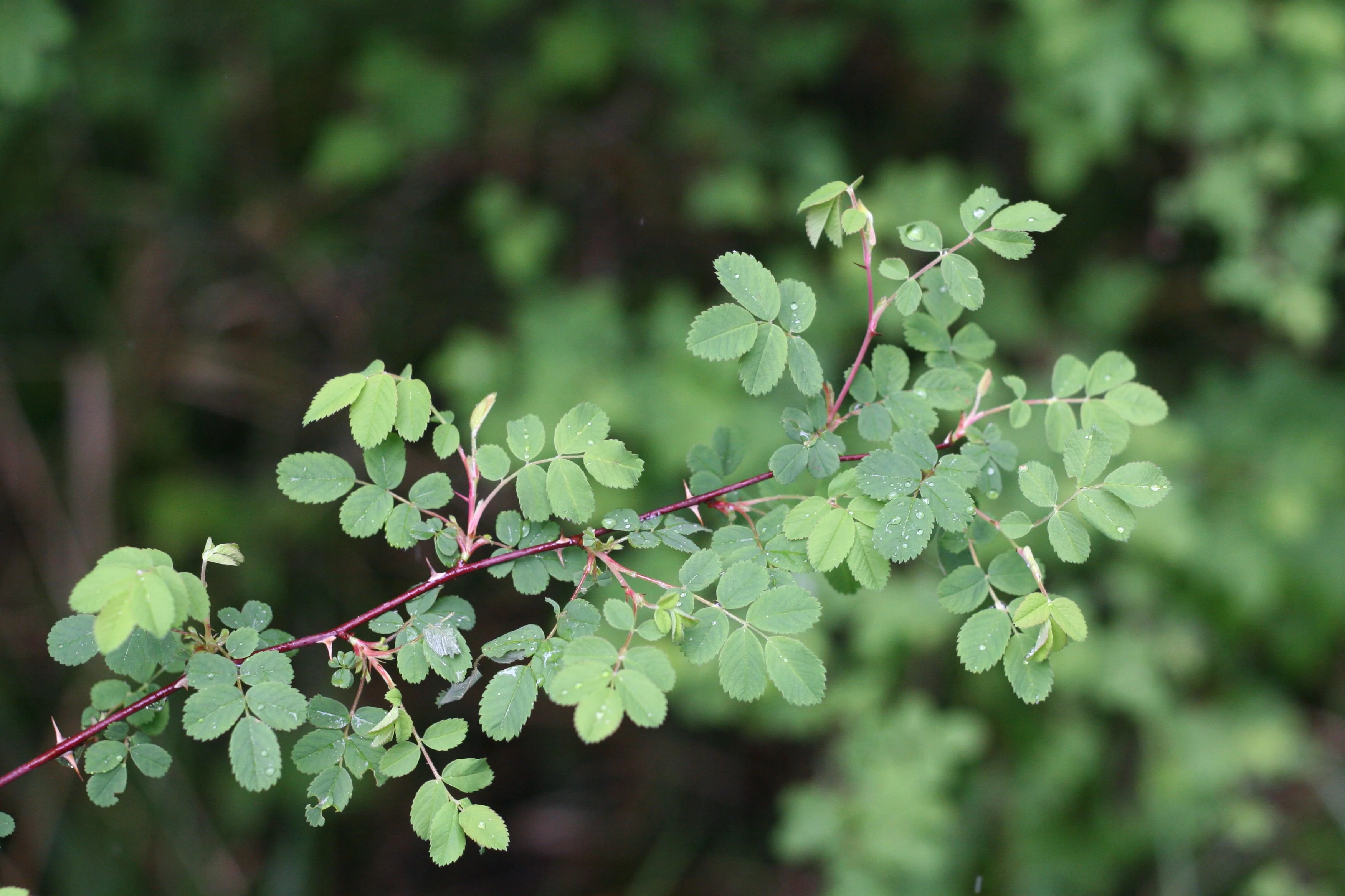 Clustered Wild Rose - Image 2