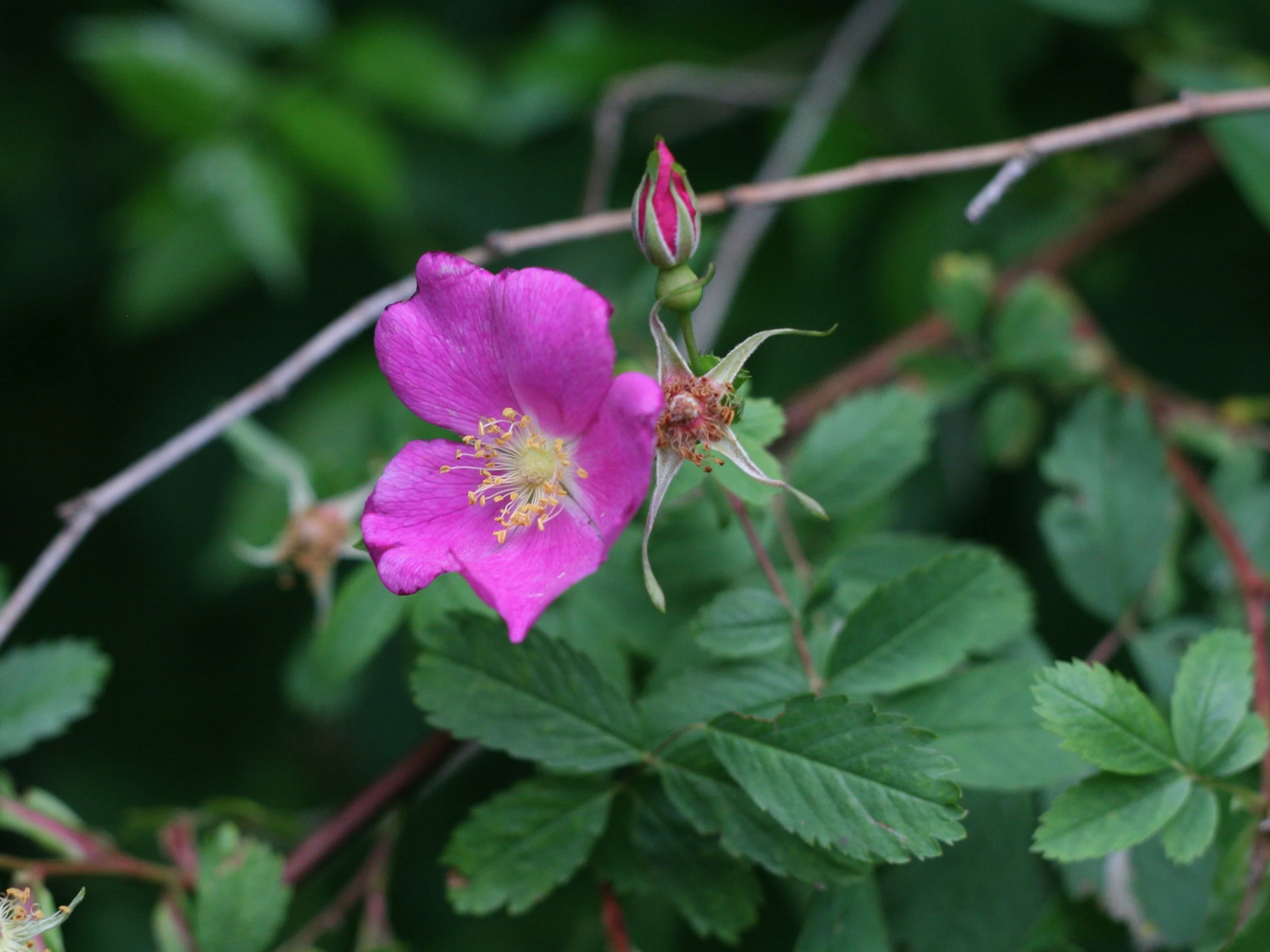 Clustered Wild Rose - Image 3
