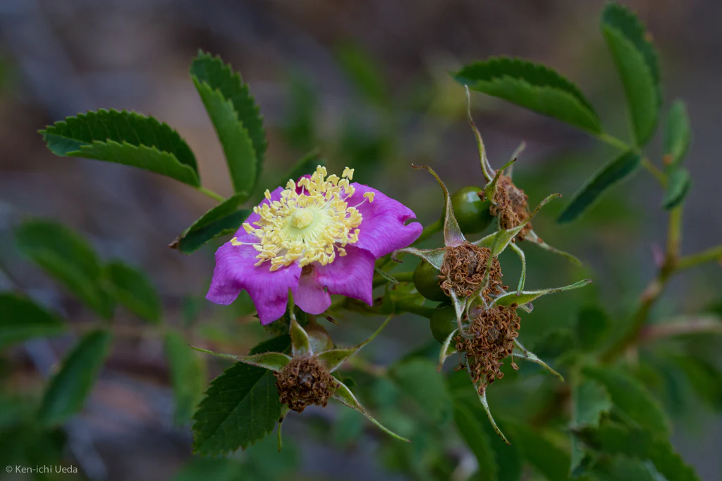 Clustered Wild Rose - Image 4