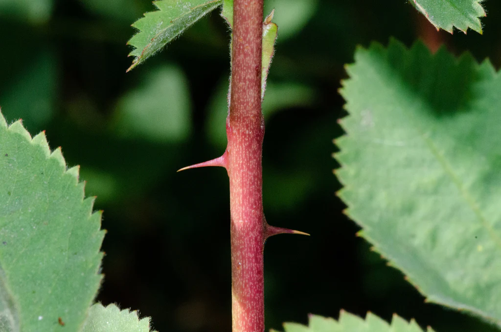 Clustered Wild Rose - Image 5