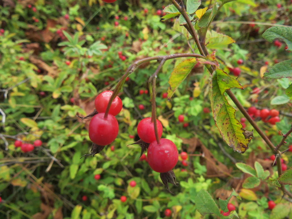Clustered Wild Rose - Image 6