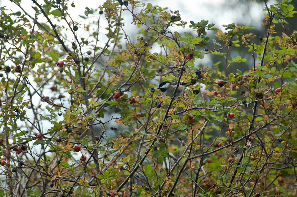 Clustered Wild Rose - Image 7