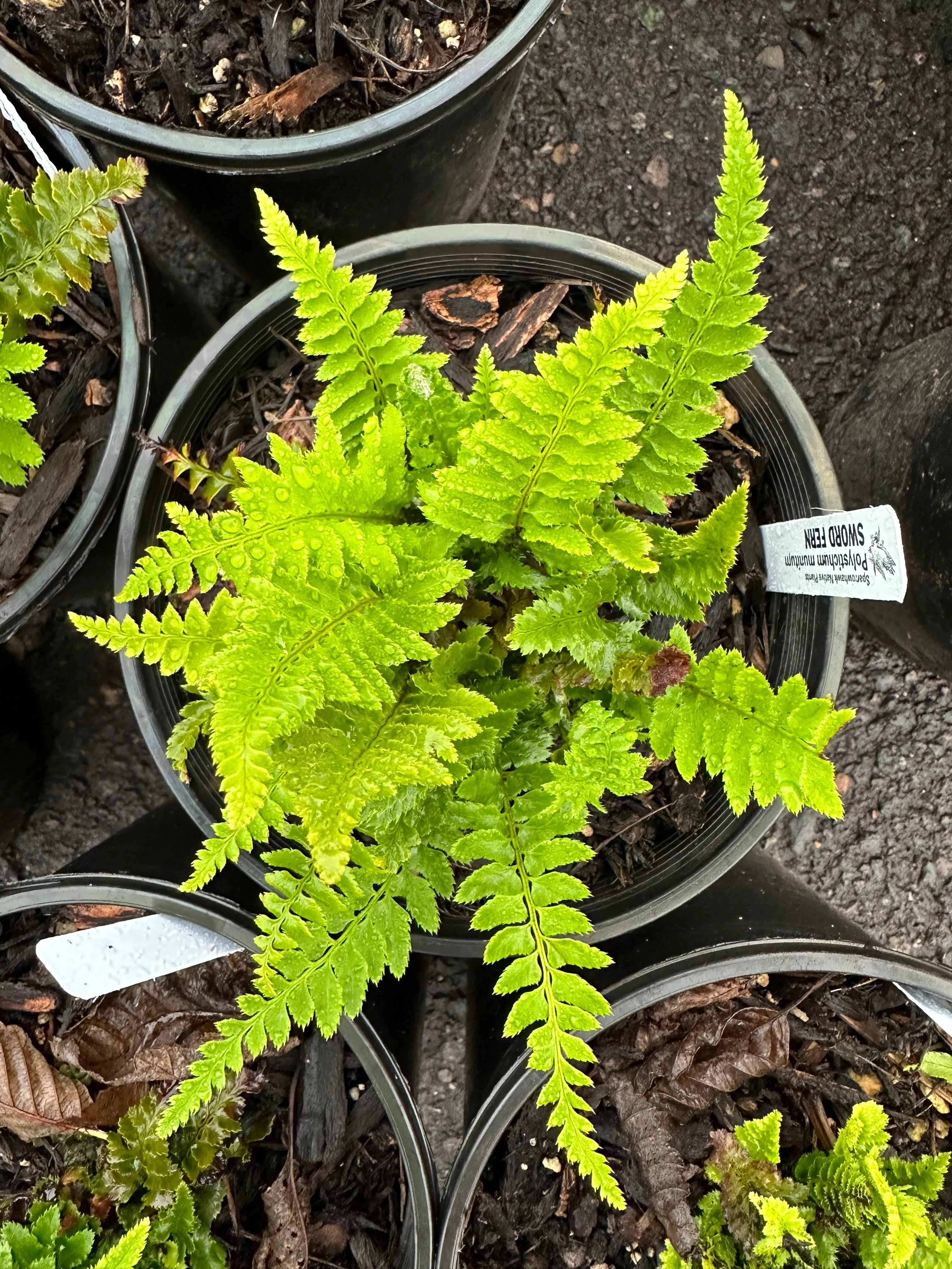 Sword Fern - Image 3