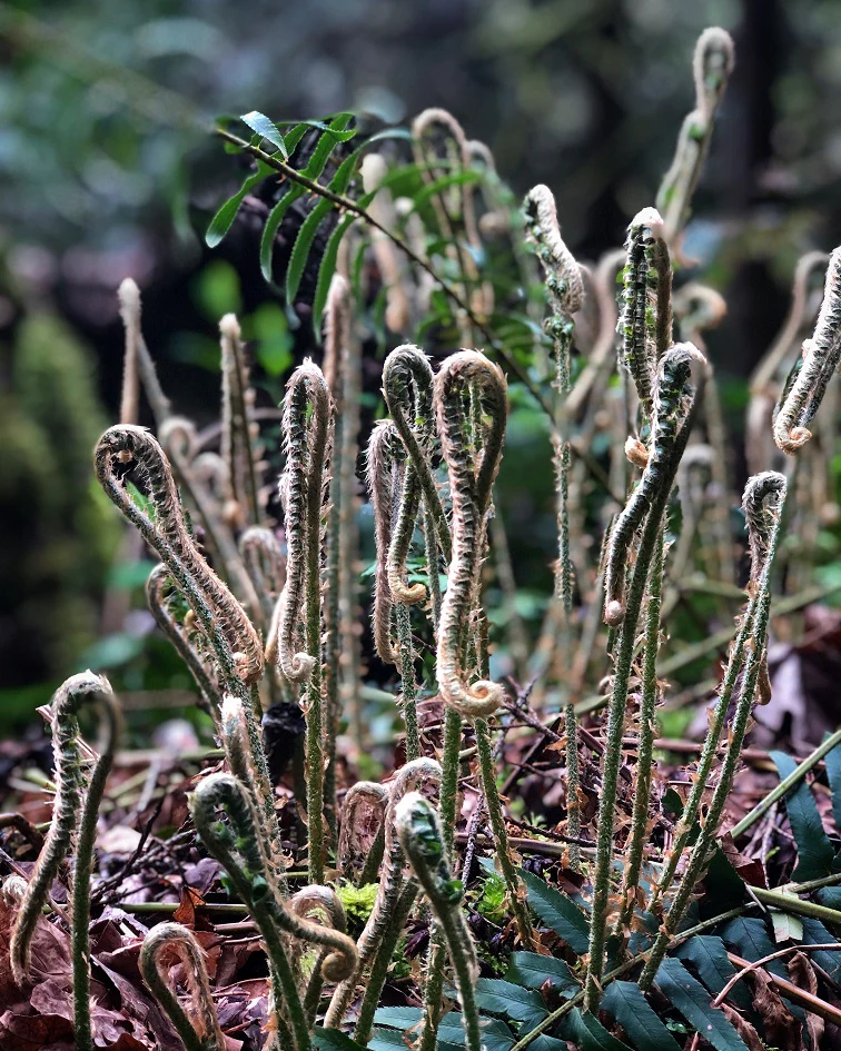 Sword Fern - Image 4