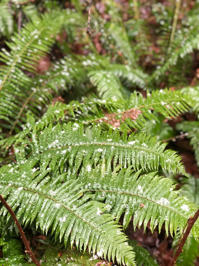 Sword Fern - Image 5