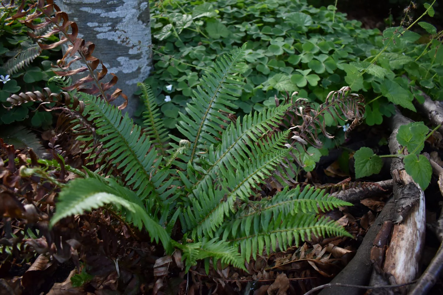 Sword Fern - Image 6