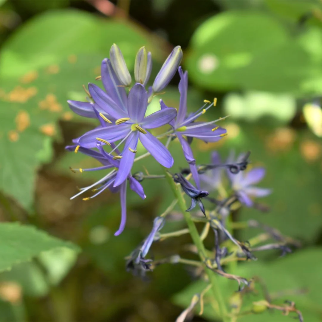 Common Camas - Image 2