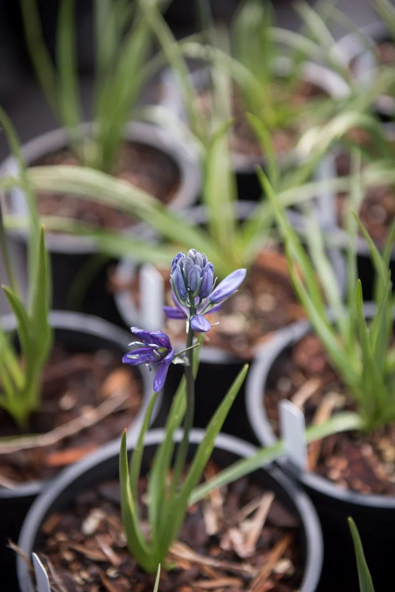 Common Camas - Image 3