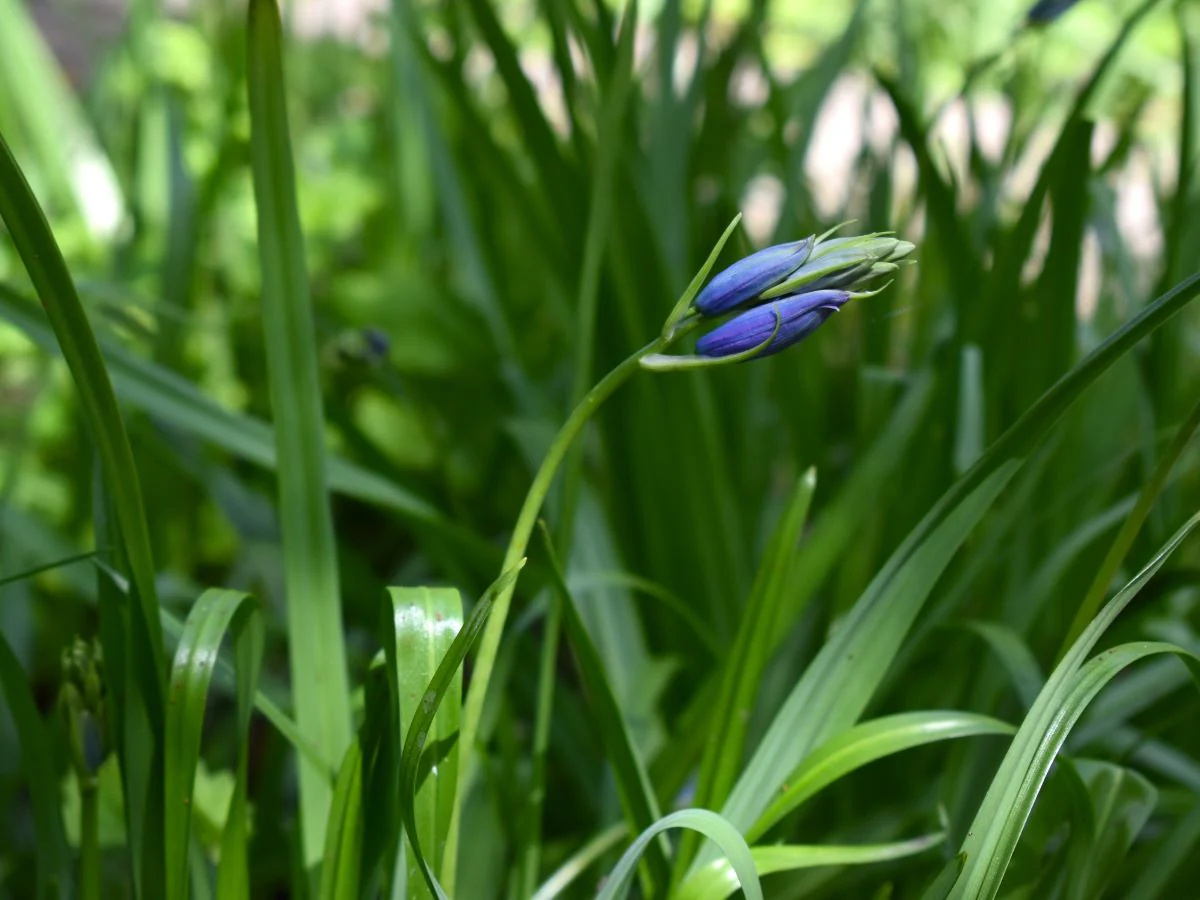 Common Camas - Image 4