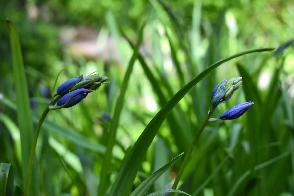 Common Camas - Image 5