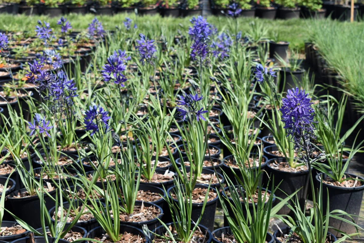 Common Camas - Image 6