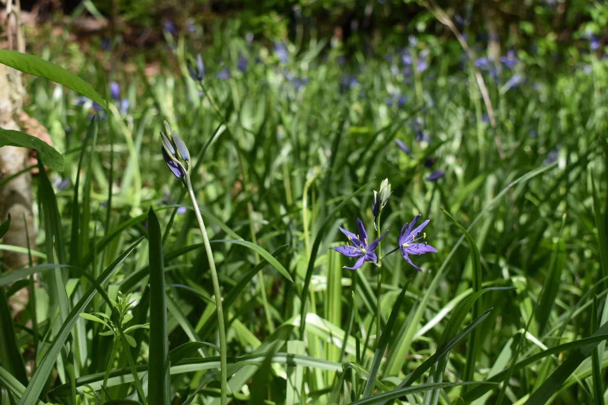 Common Camas - Image 7