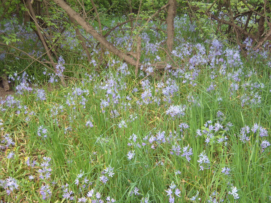 Common Camas - Image 8