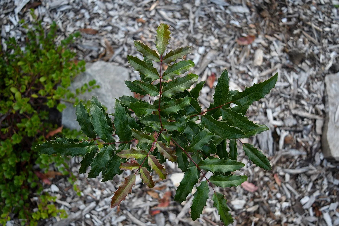 Tall Oregon Grape - Image 3