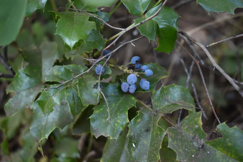 Tall Oregon Grape - Image 4