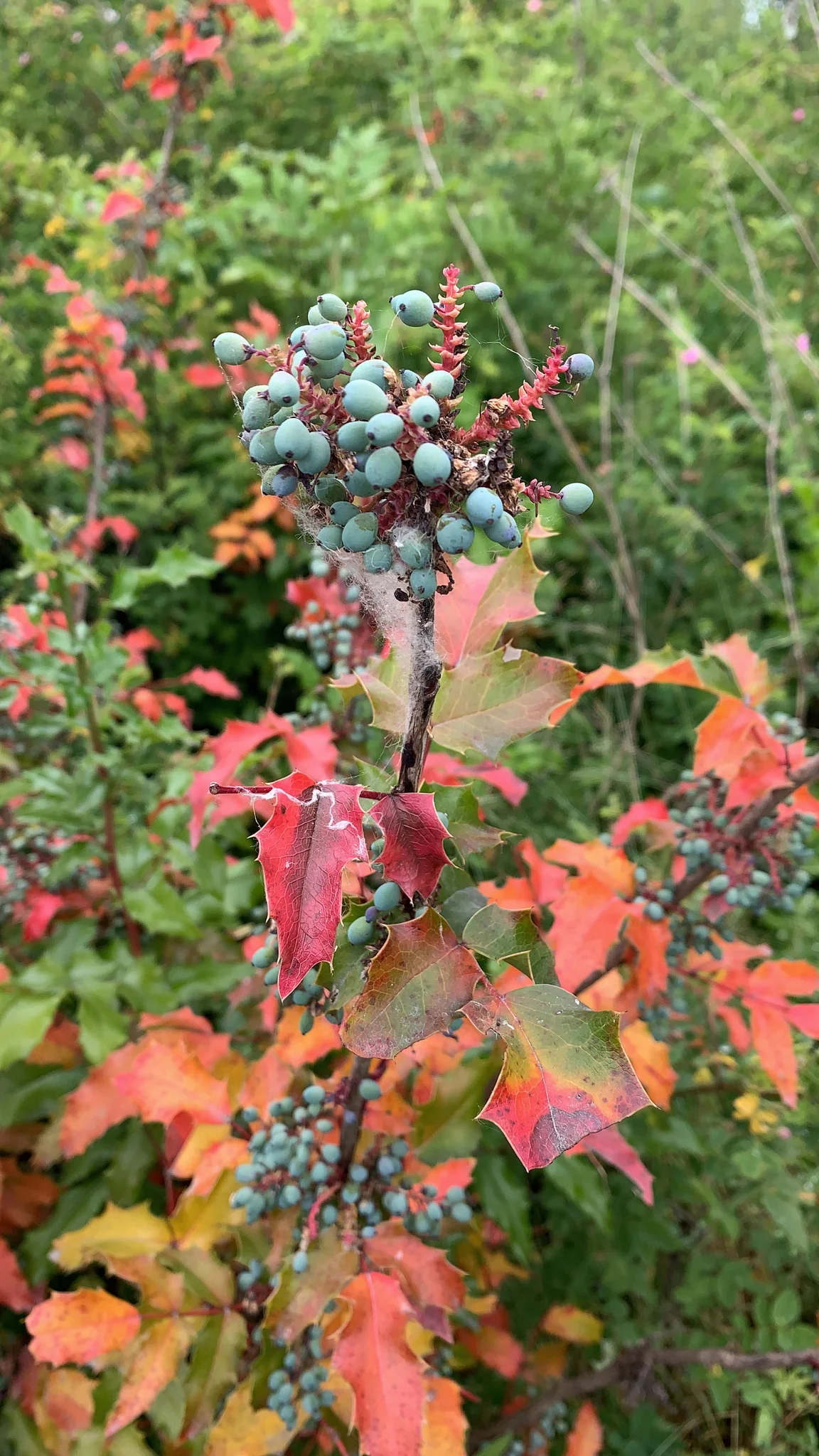 Tall Oregon Grape - Image 5