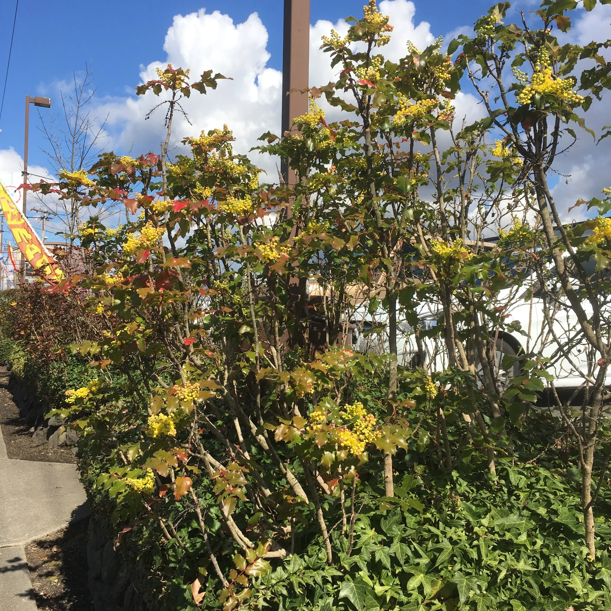 Tall Oregon Grape - Image 6