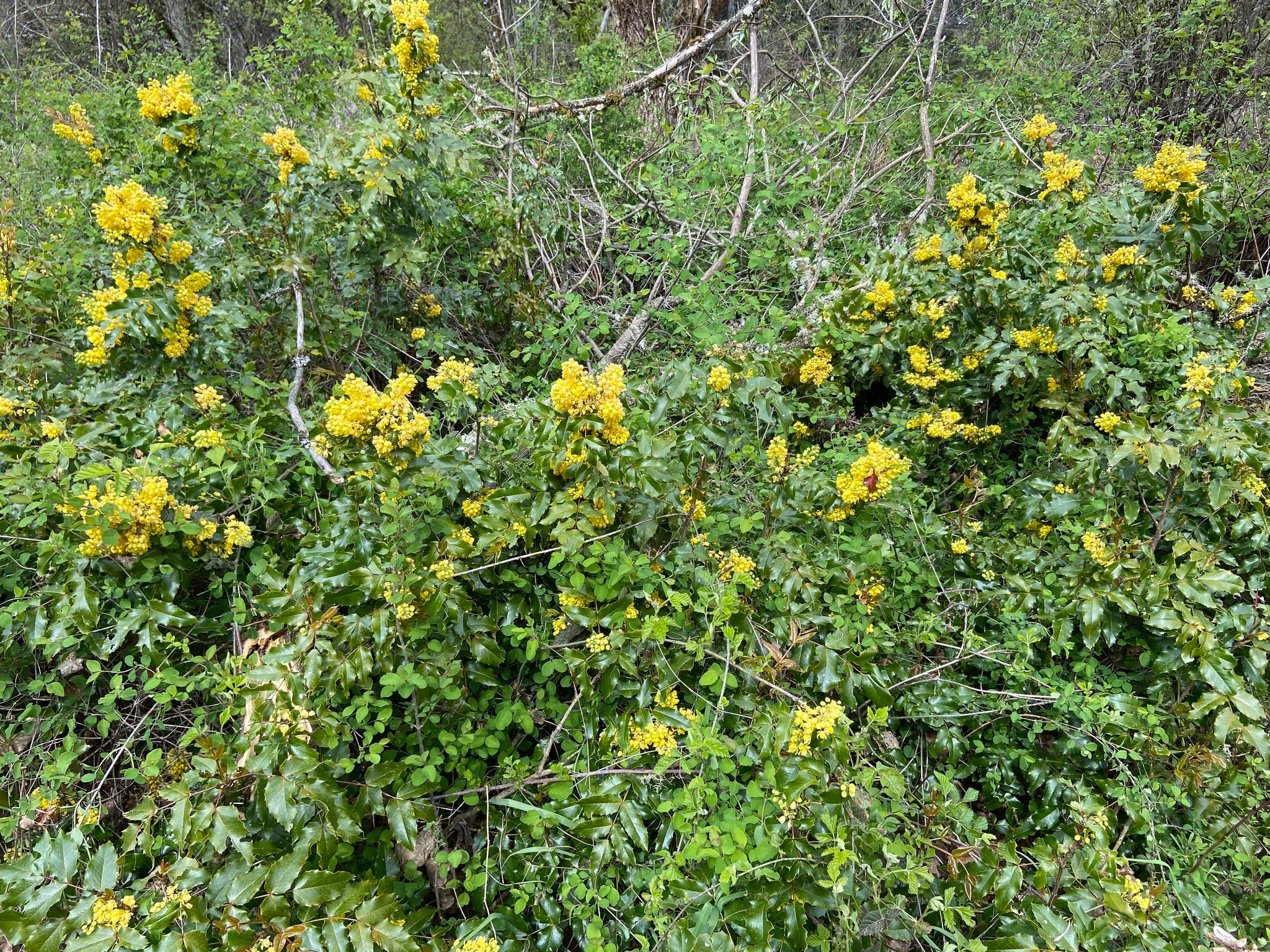 Tall Oregon Grape - Image 7
