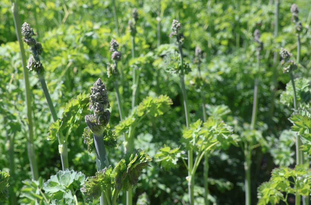 Tall Western Meadowrue - Image 3